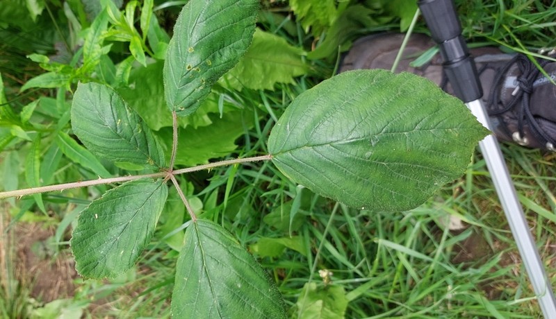 Rubus cumbrensis photo 2