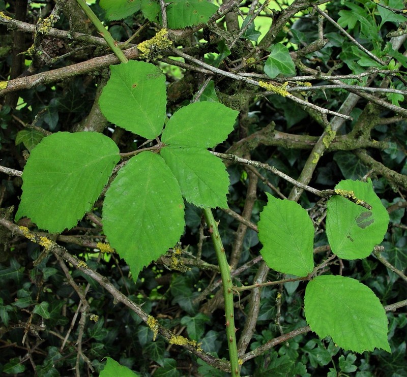 Rubus cumbrensis photo 3