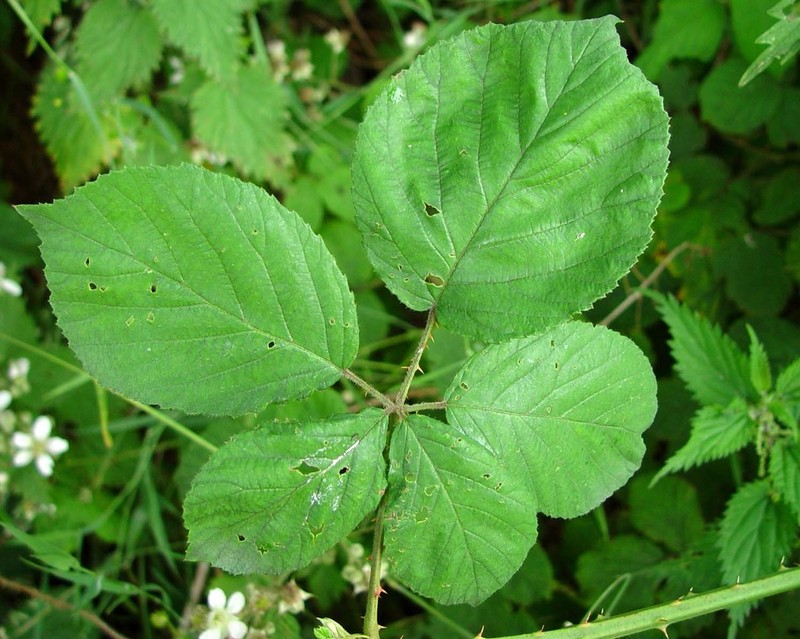 Rubus cumbrensis photo 4