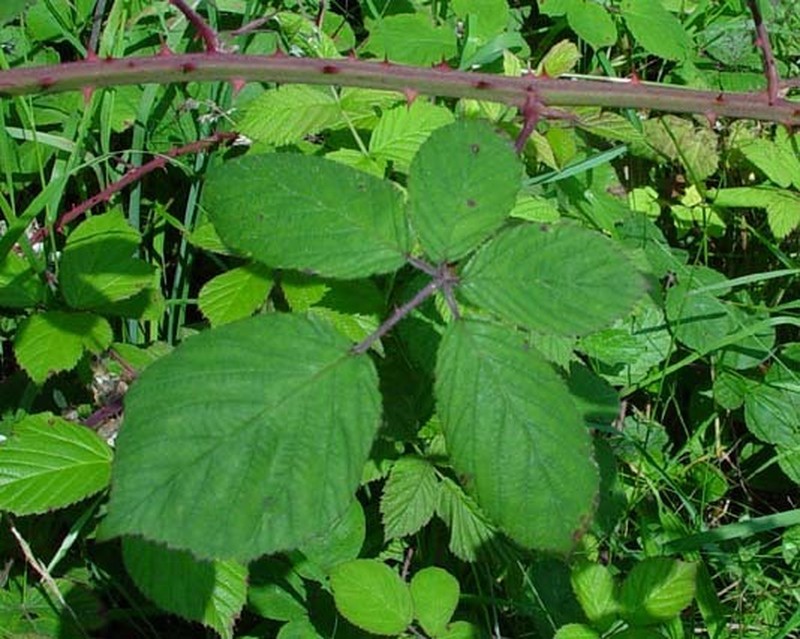 Rubus cumbrensis photo 5