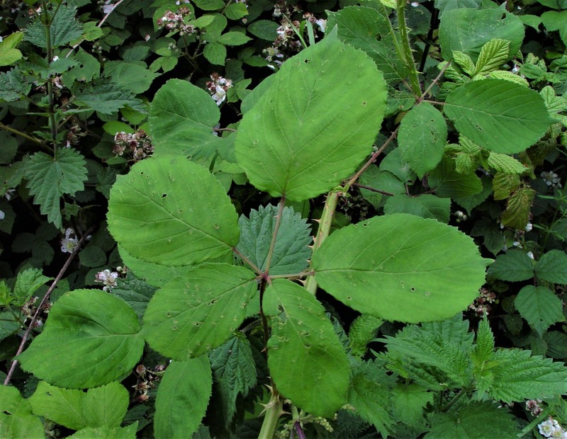 Rubus cumbrensis photo 6