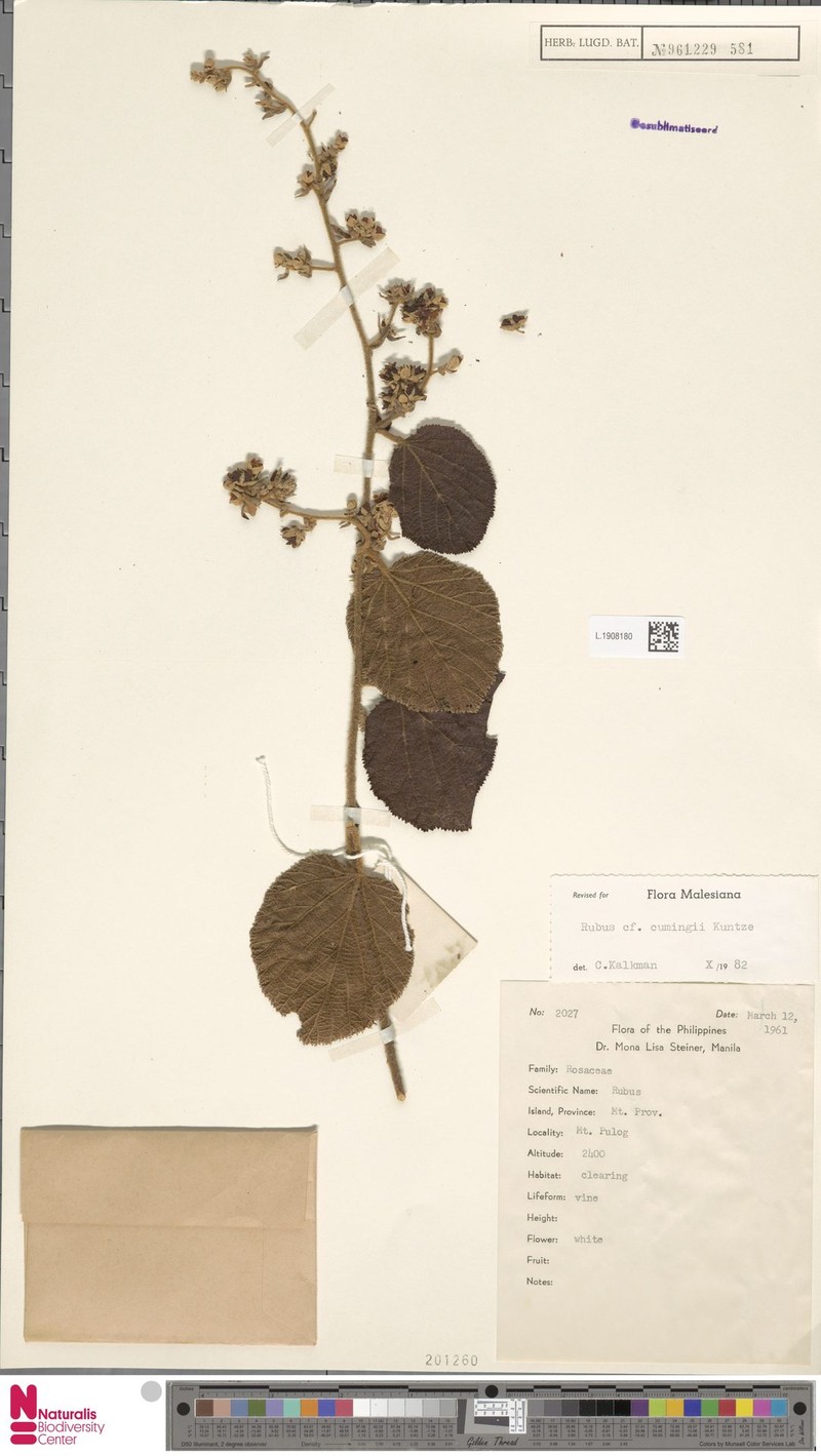 Rubus cumingii