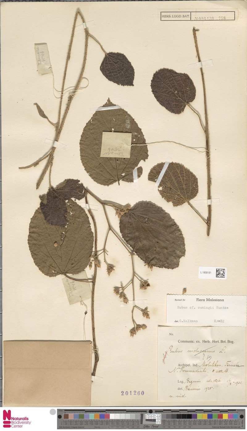 Rubus cumingii photo 2
