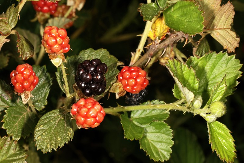 Sand Blackberry photo 5