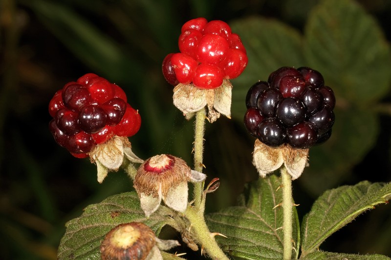 Sand Blackberry photo 2