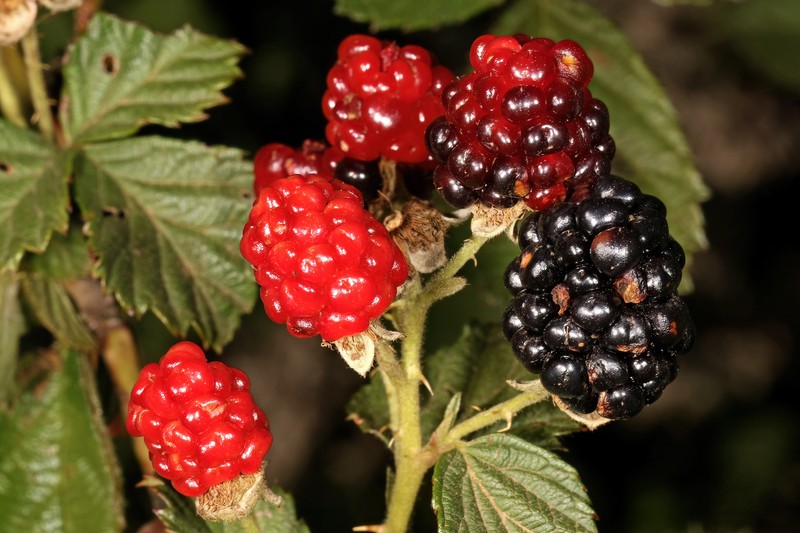 Sand Blackberry photo 3