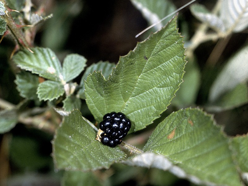 Long's Blackberry