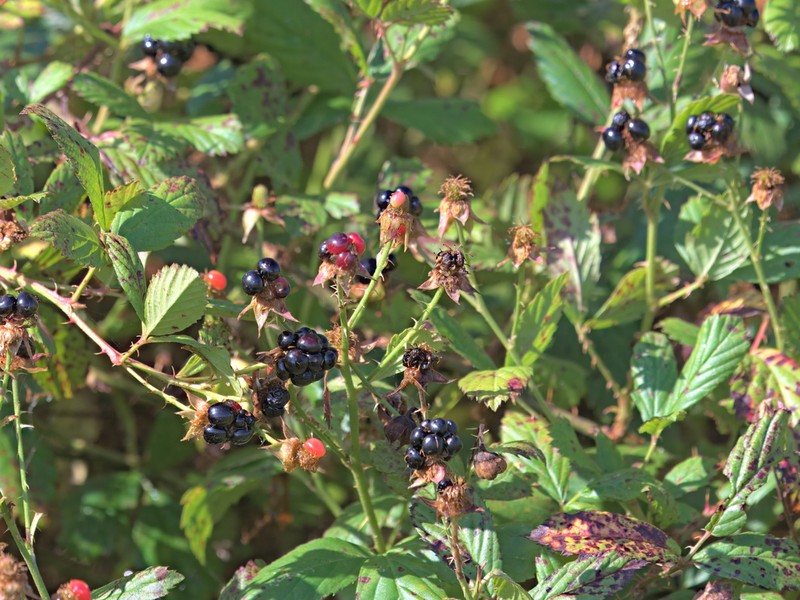 Tampa Blackberry photo 6