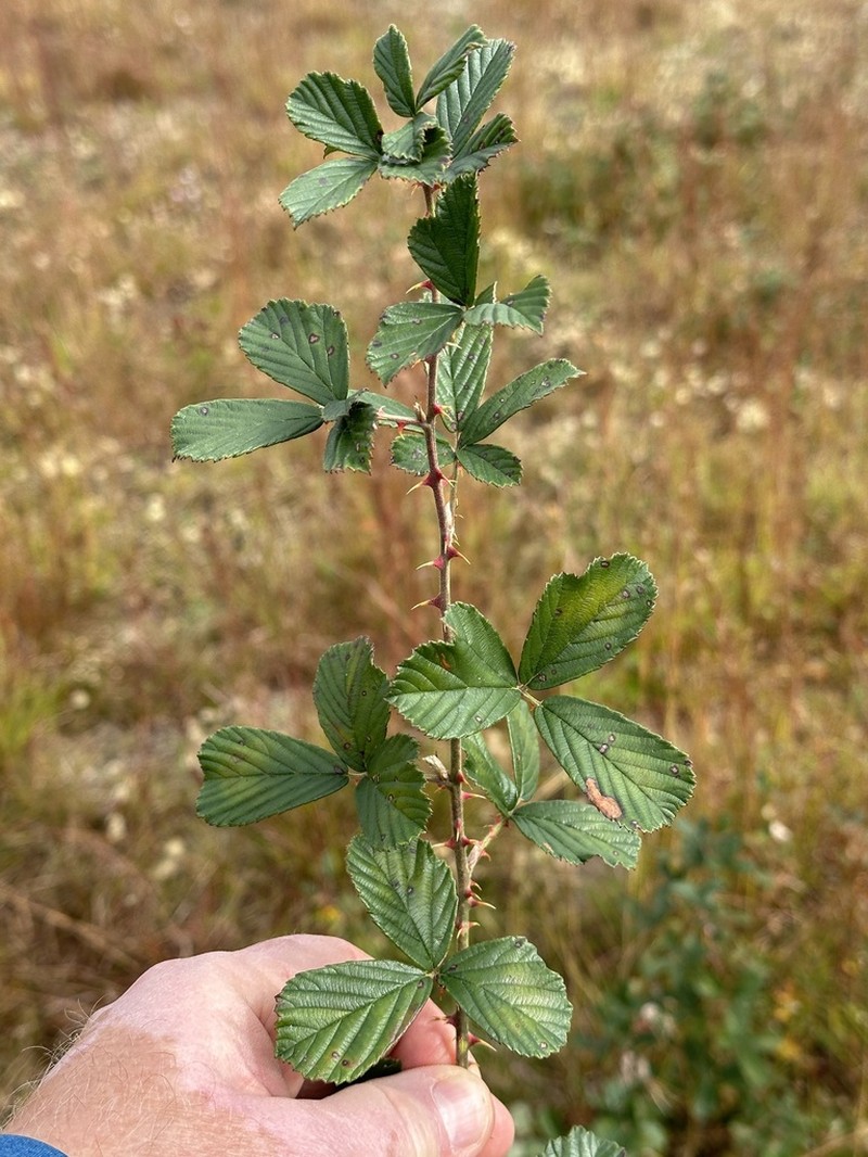 Sand Blackberry photo 3