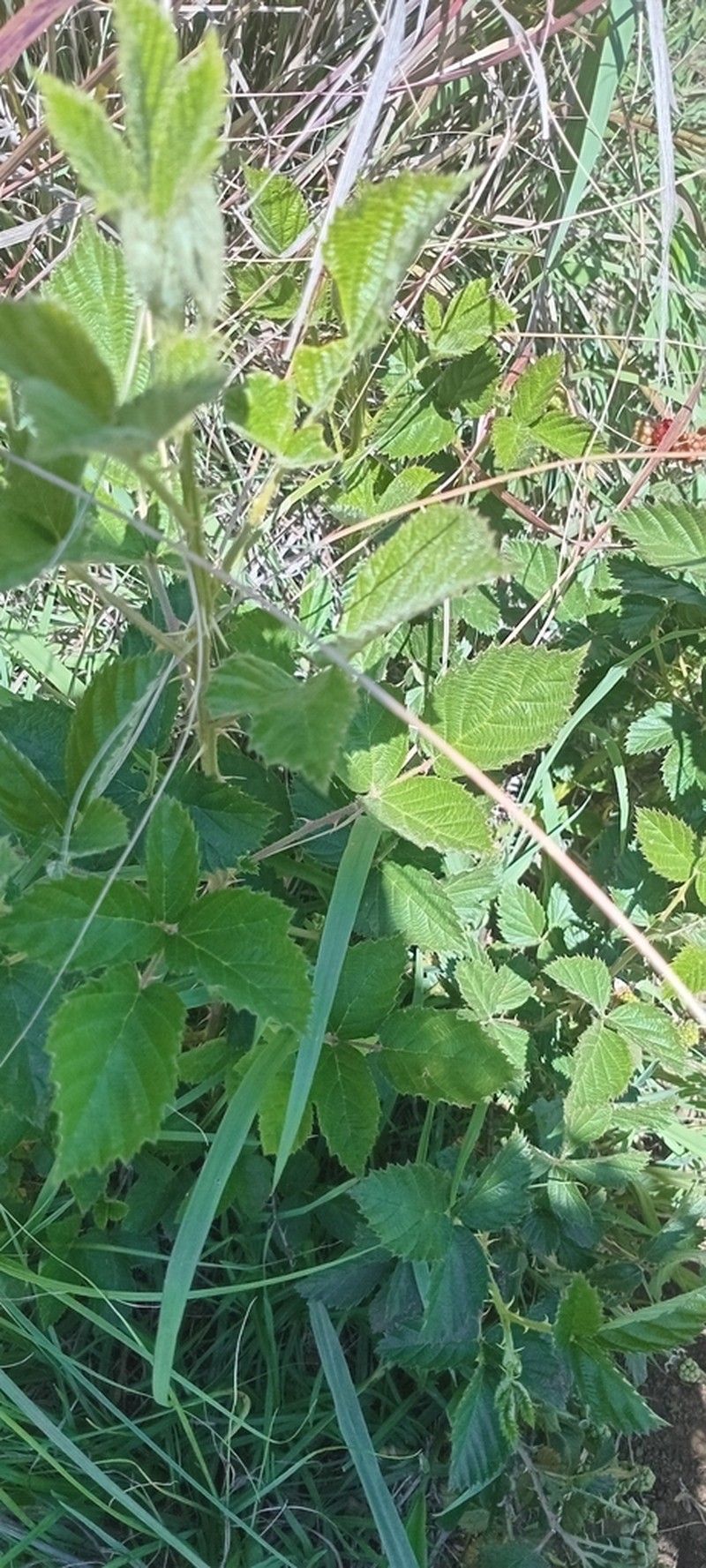 Birmingham Blackberry photo 5