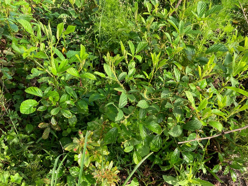 Plymouth Blackberry photo 8