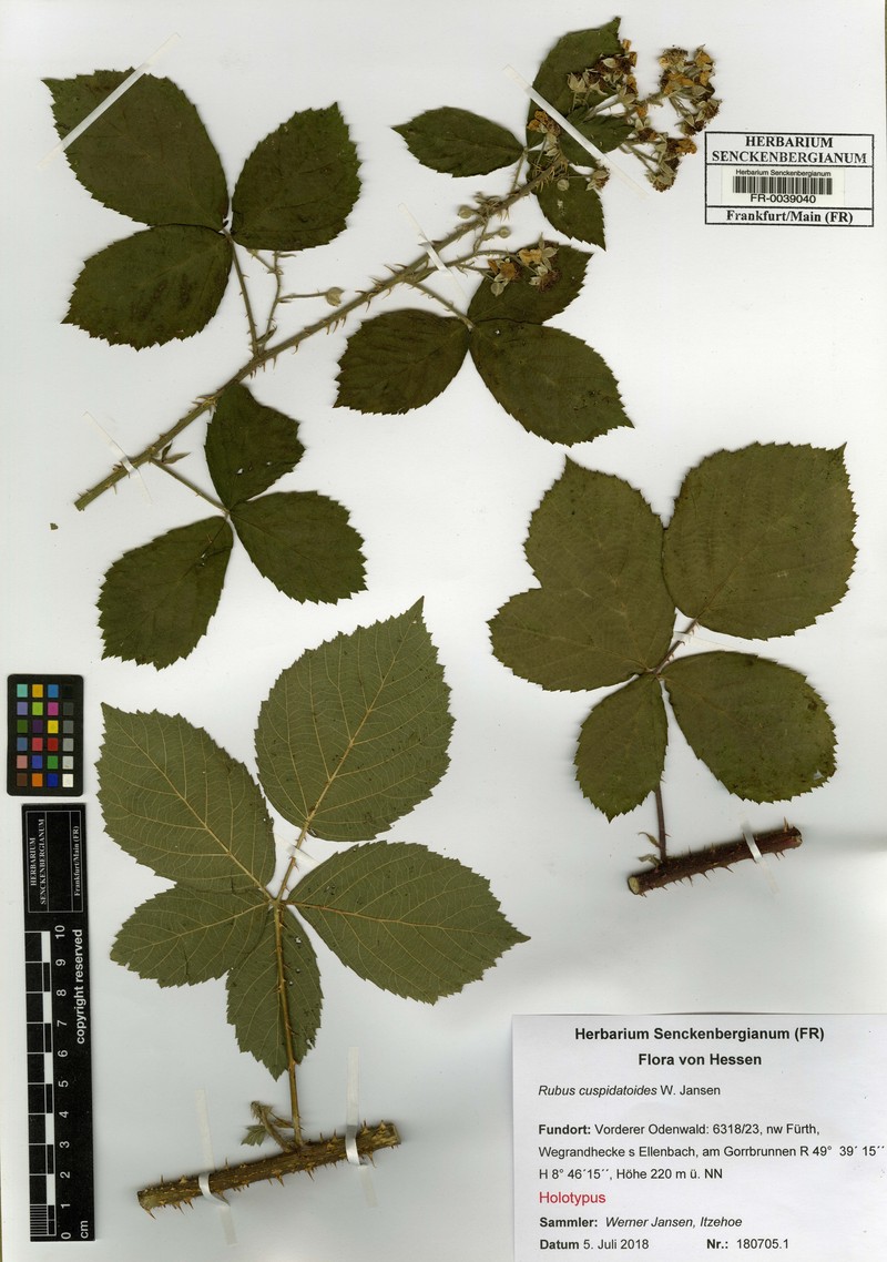 Rubus cuspidatoides