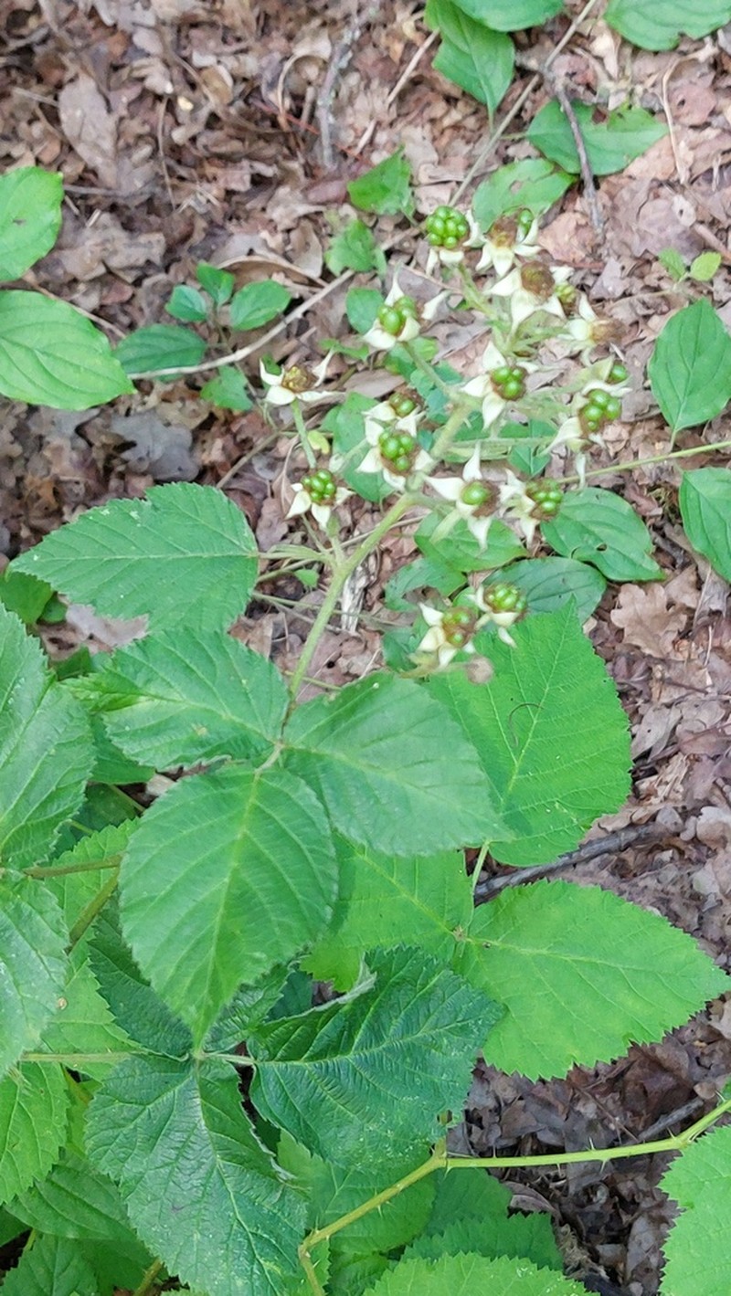 Rubus cuspidatus