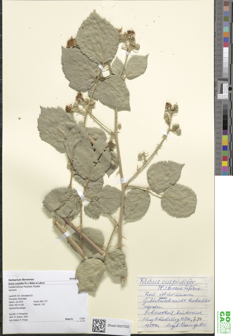 Rubus cuspidiferus