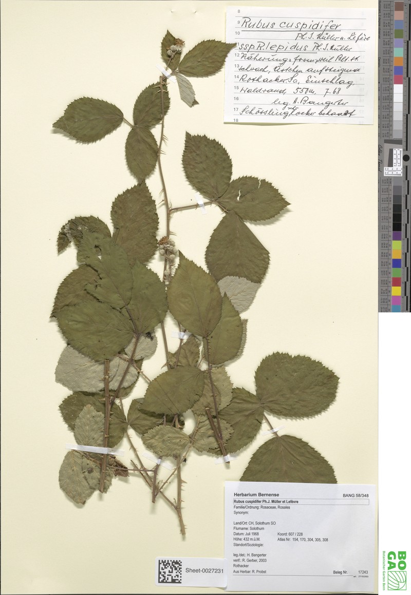 Rubus cuspidiferus photo 2