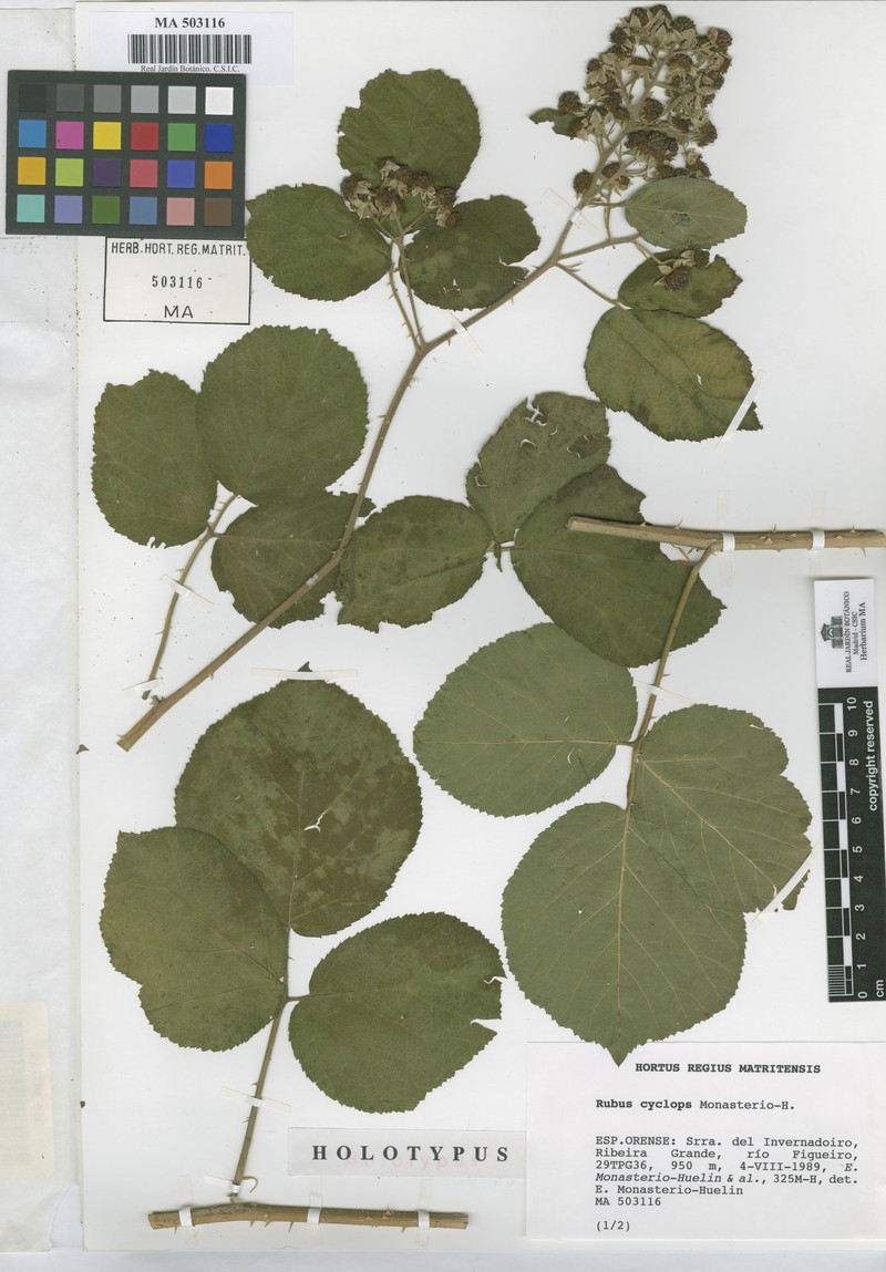 Rubus cyclops