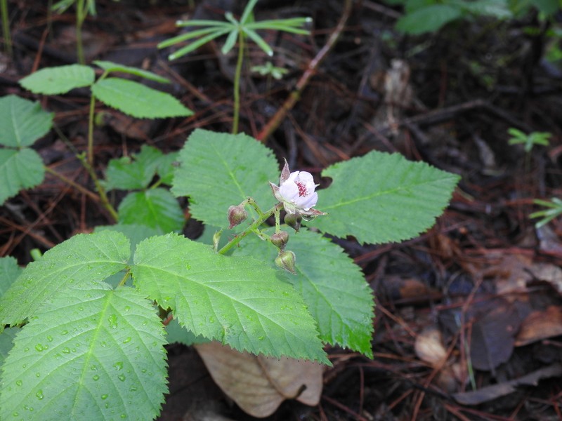 Rubus cymosus