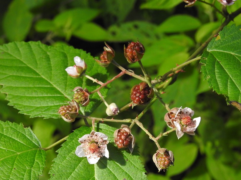 Rubus cymosus photo 2