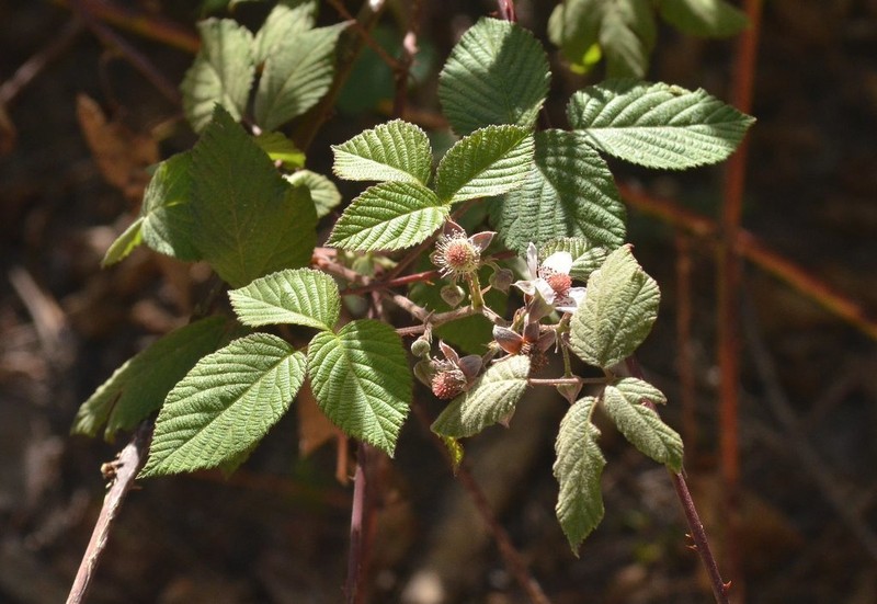 Rubus cymosus photo 3