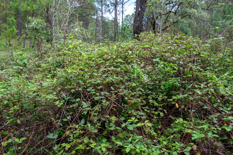 Rubus cymosus photo 6