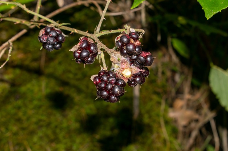 Rubus cymosus photo 7