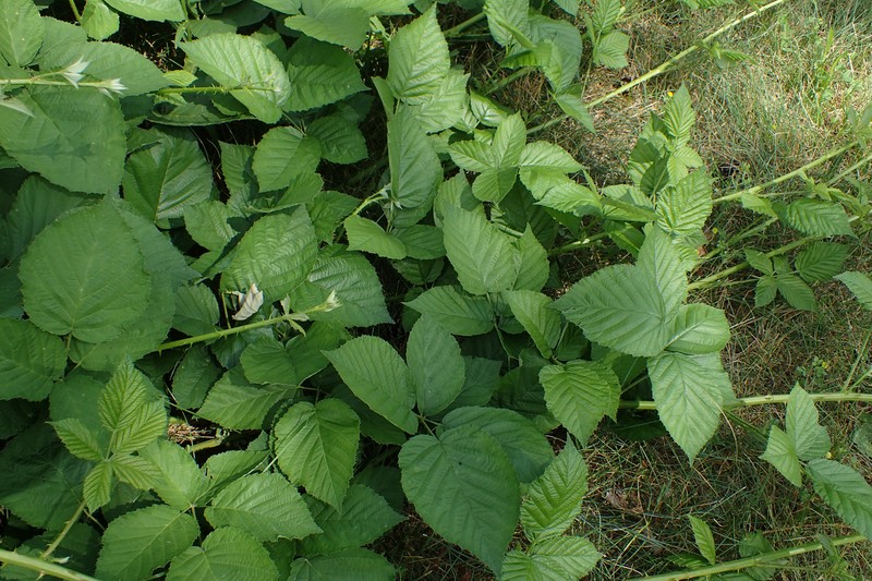 Rubus czarnunensis