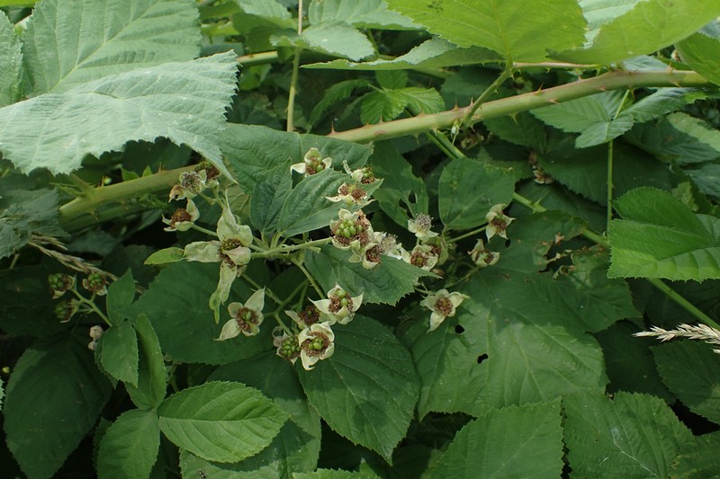 Rubus czarnunensis photo 2