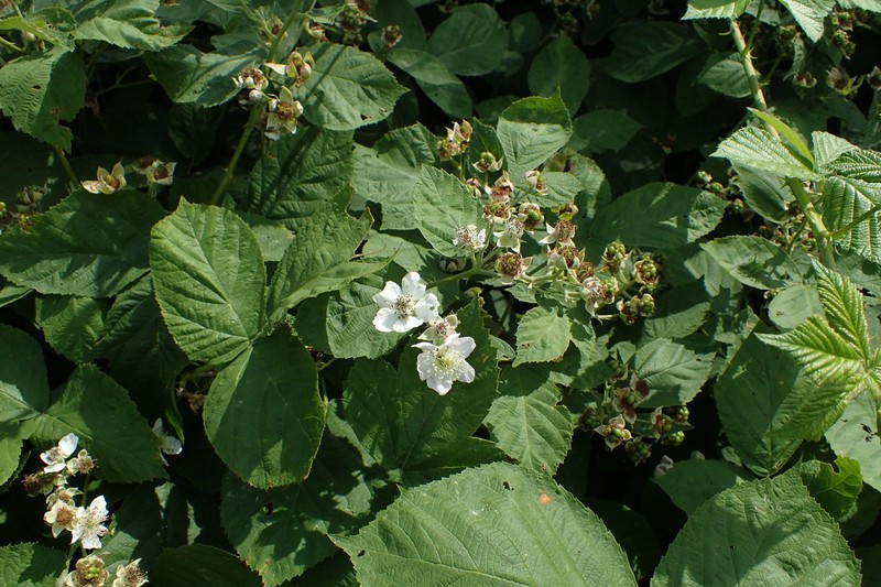 Rubus czarnunensis photo 3