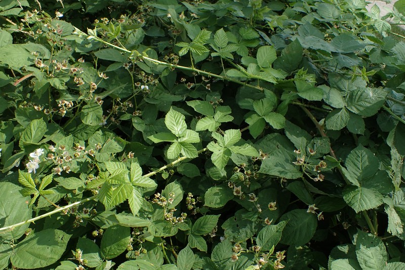 Rubus czarnunensis photo 4
