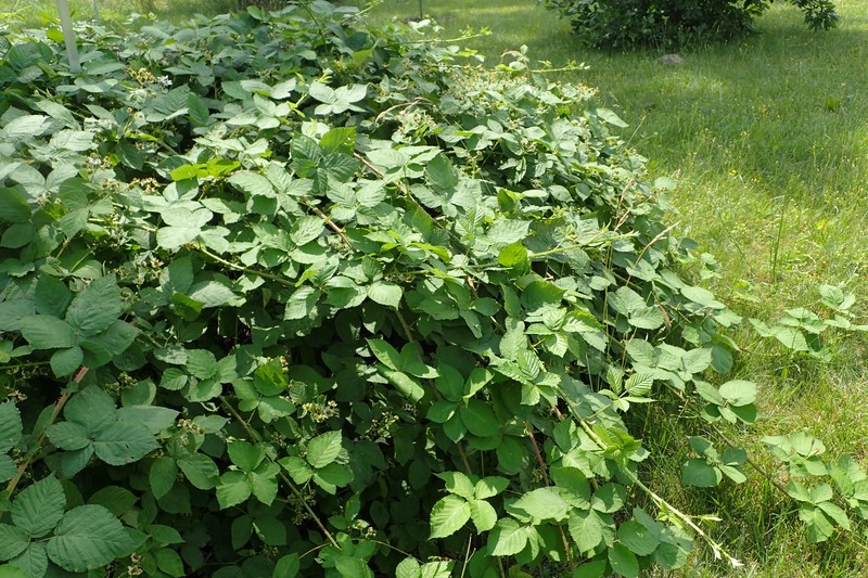 Rubus czarnunensis photo 5