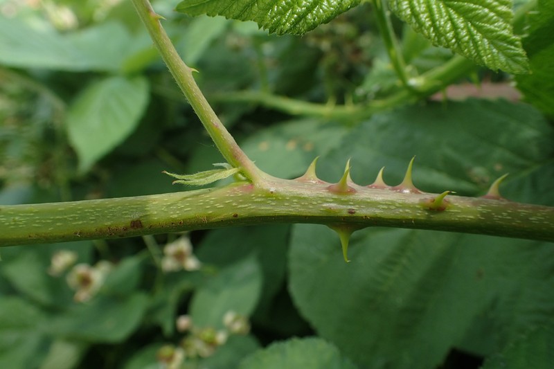 Rubus czarnunensis photo 6