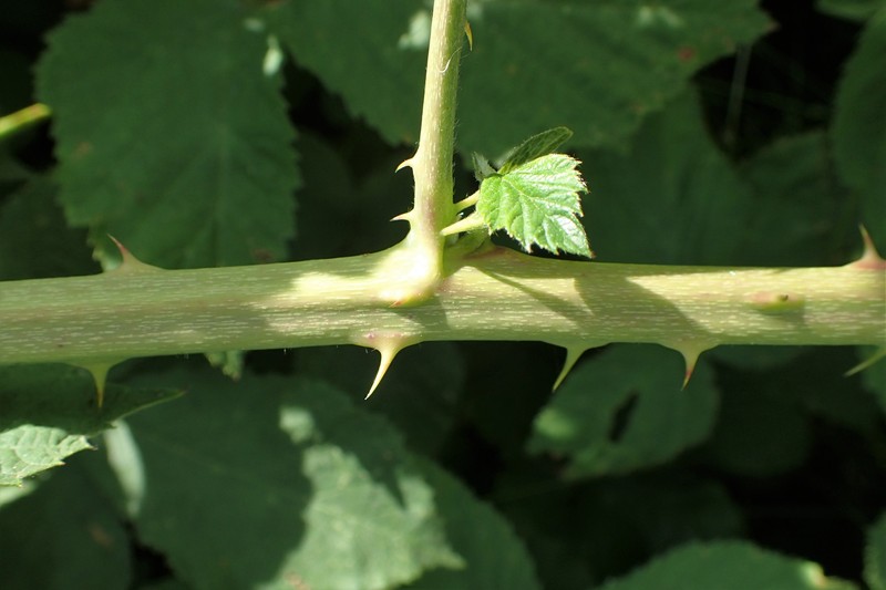 Rubus czarnunensis photo 7
