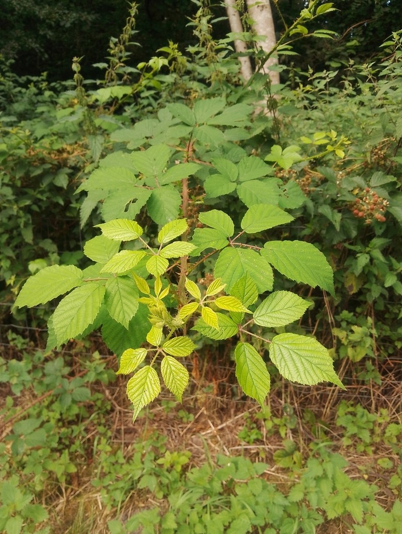Rubus dasyphyllus photo 3