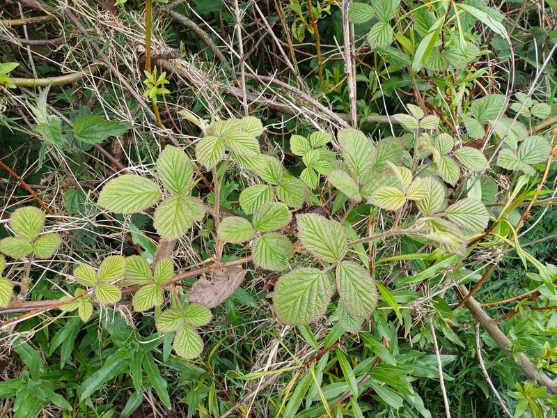 Rubus dasyphyllus photo 4