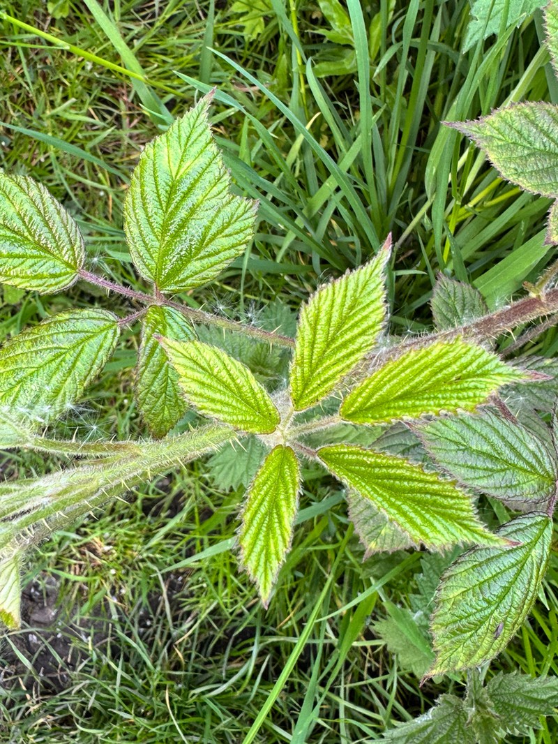 Rubus dasyphyllus photo 5