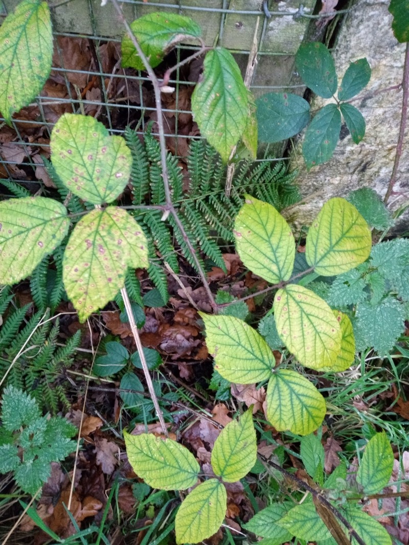 Rubus dasyphyllus photo 6