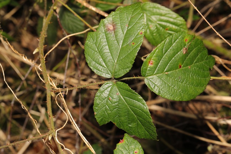 Rubus dasyphyllus photo 7
