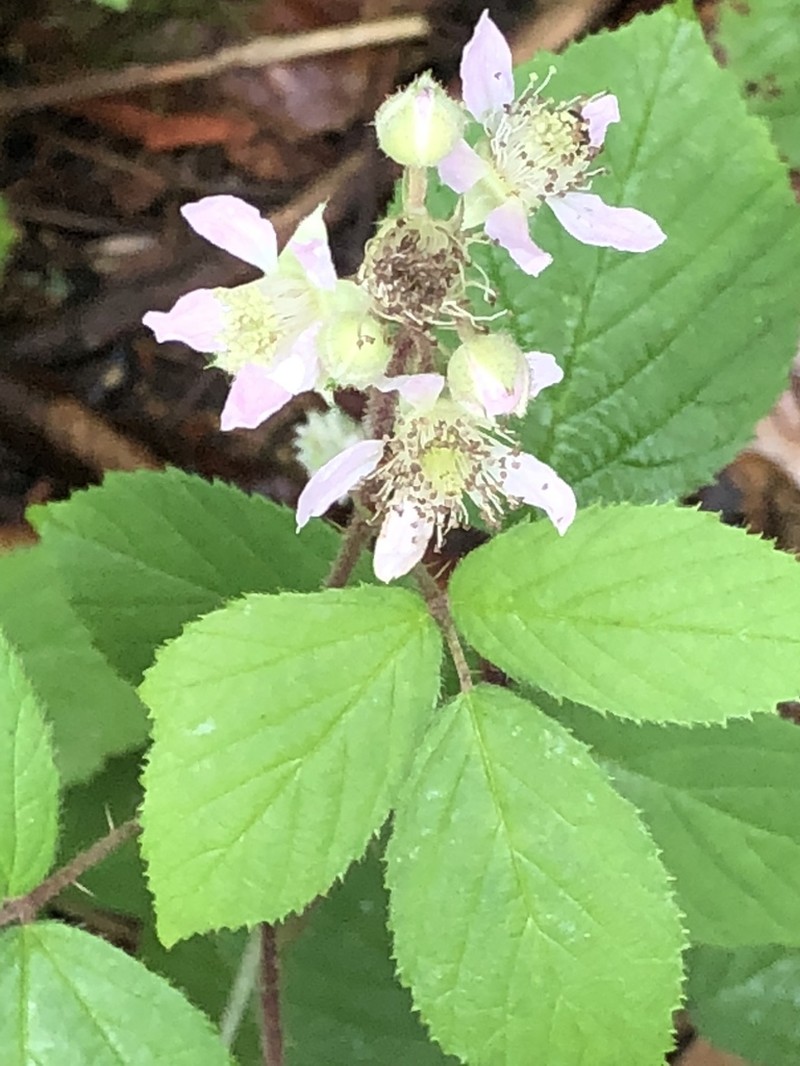 Rubus dasyphyllus photo 8