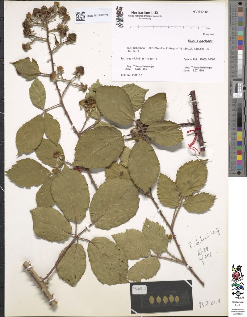 Rubus dechenii