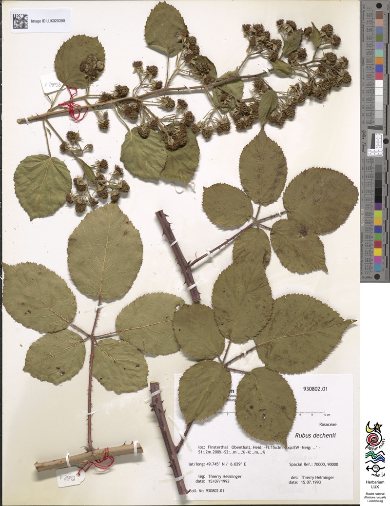 Rubus dechenii photo 2