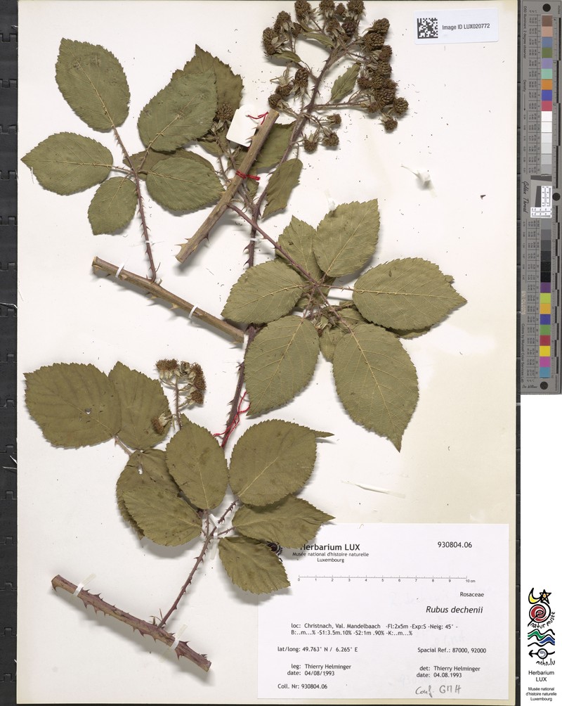 Rubus dechenii photo 3