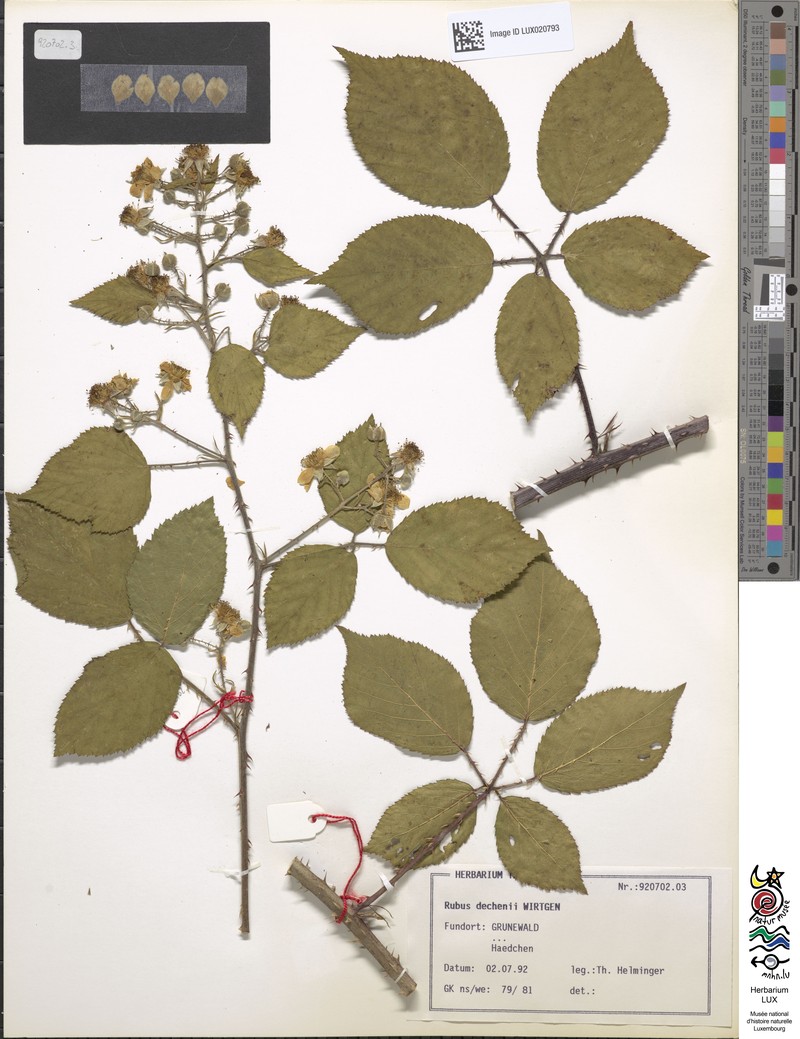 Rubus dechenii photo 4