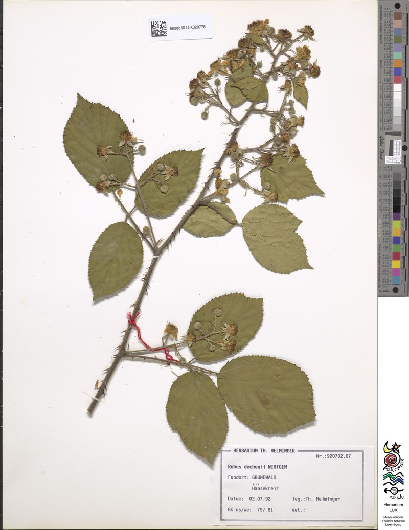 Rubus dechenii photo 5