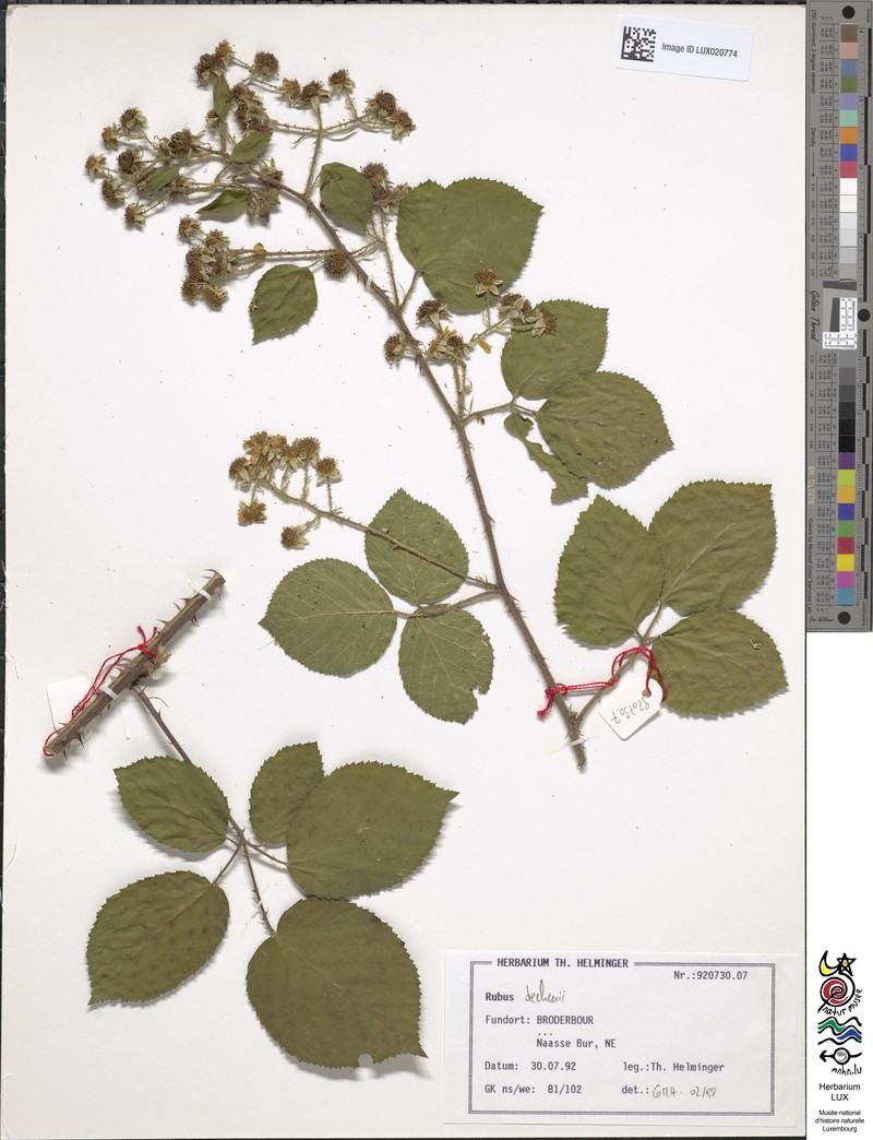Rubus dechenii photo 6