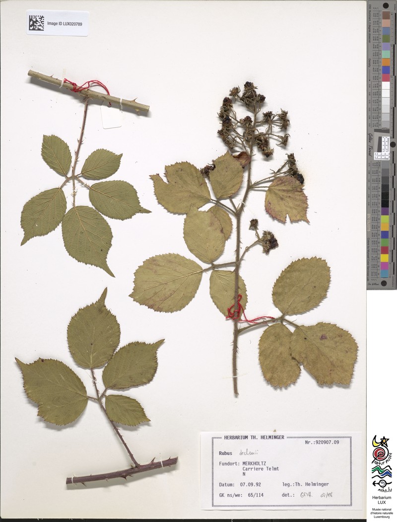 Rubus dechenii photo 7