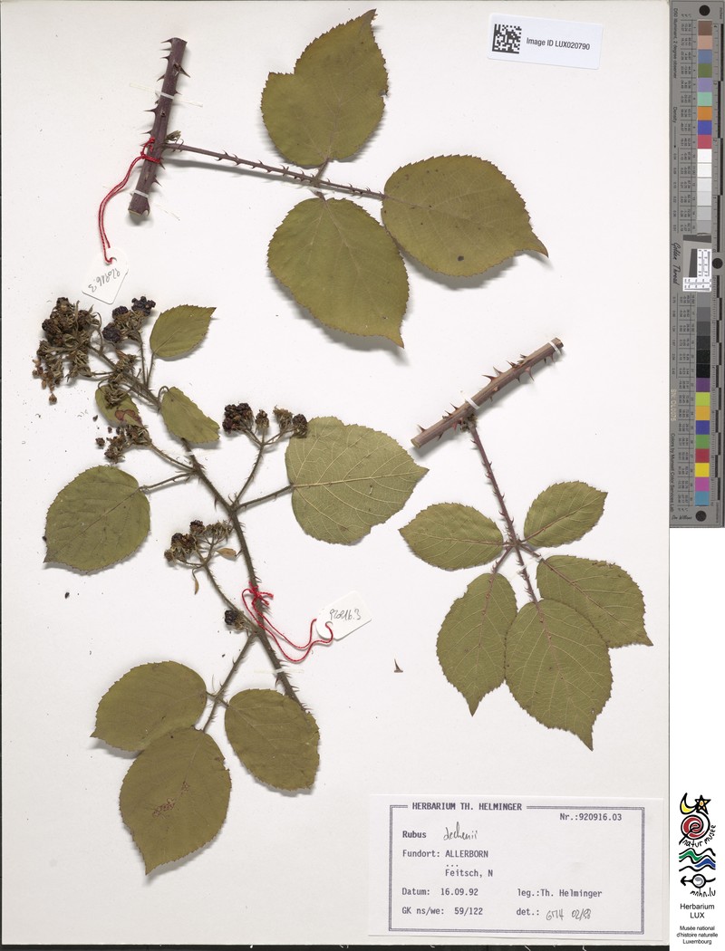 Rubus dechenii photo 8