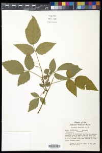 Rubus decumbens