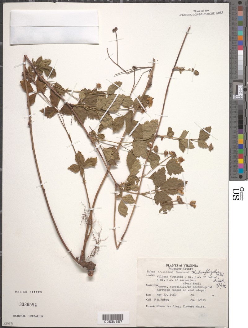 Rubus decumbens photo 2