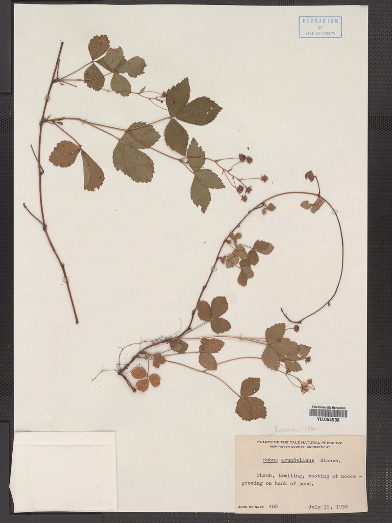 Rubus decumbens photo 3