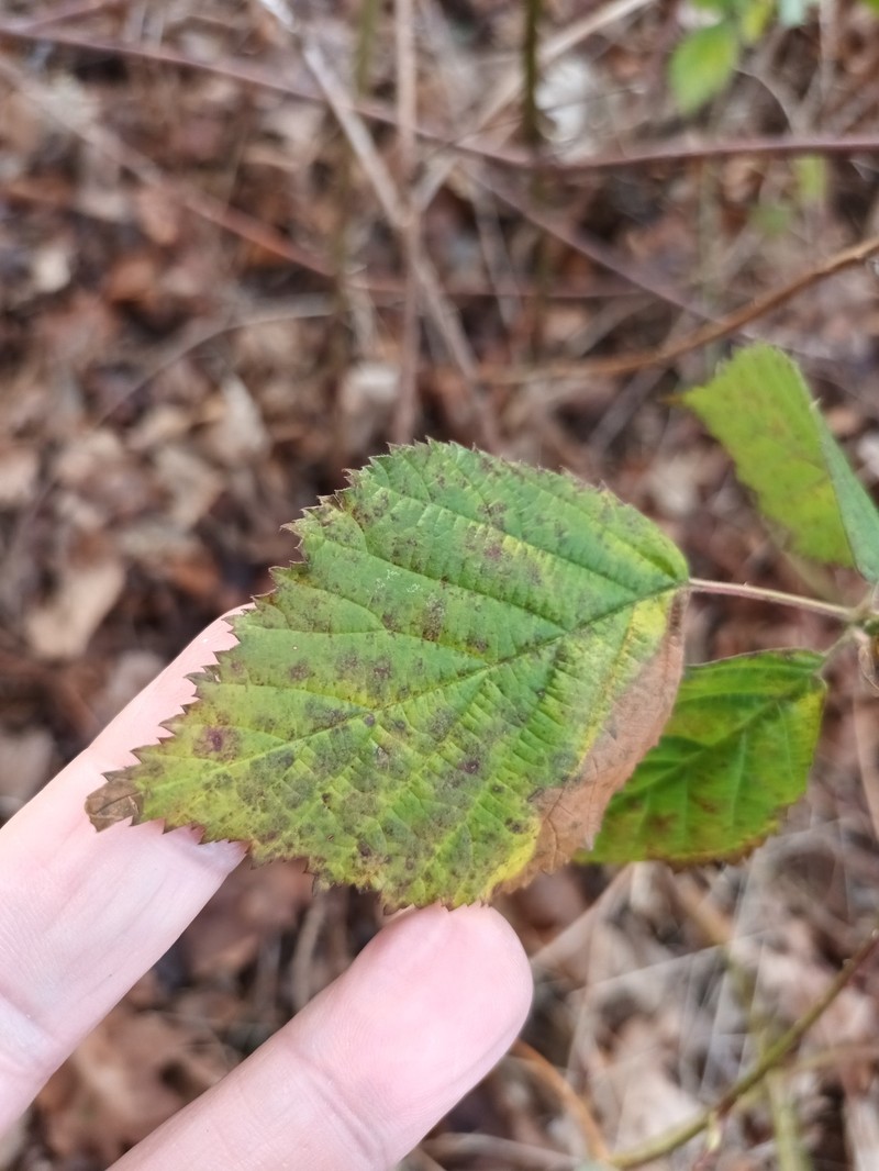 Rubus decurrentispinus